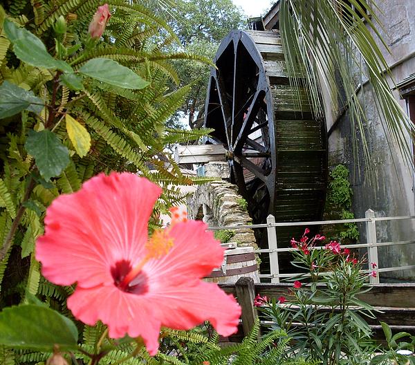 Lisa A Bello - Hybiscus and Waterwheel