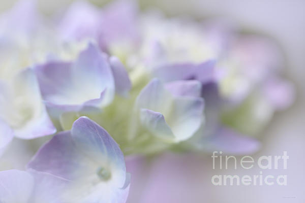 Jennie Marie Schell - Hydrangea Flower Soft Macro