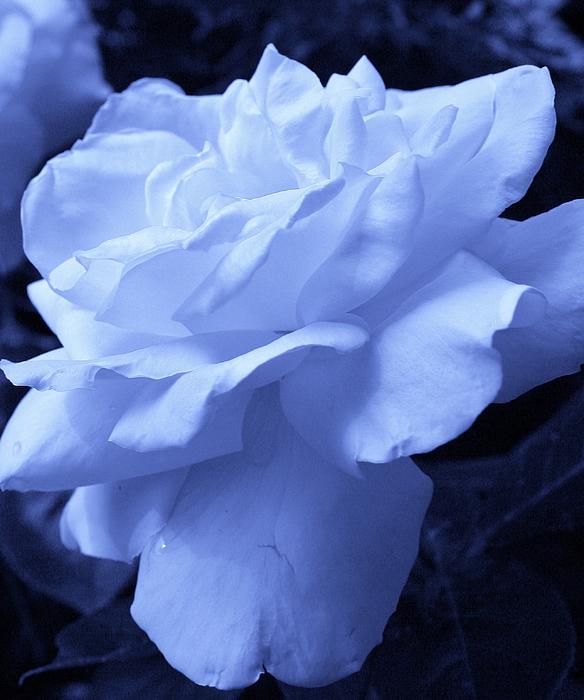 Bruce Bley - Ice Blue Rose