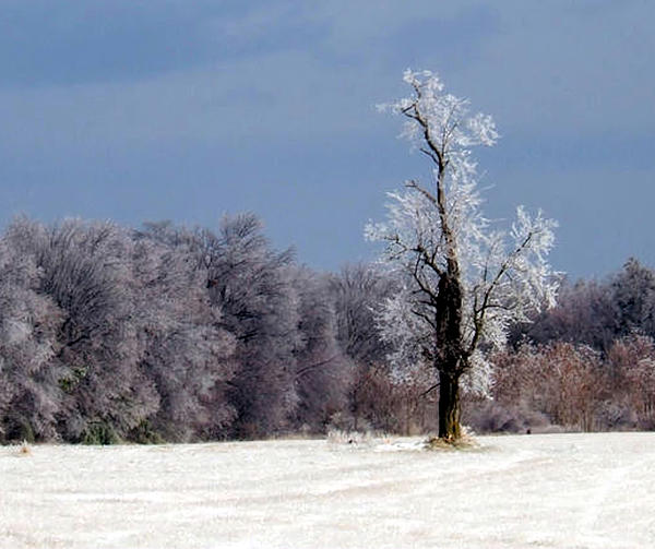 KATIE Vigil - Icy Tree
