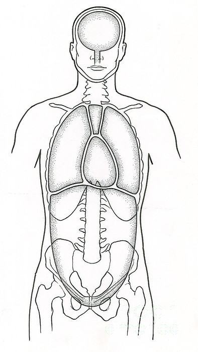 Illustration Of Anterior Body Cavities Stock Image C0 - vrogue.co