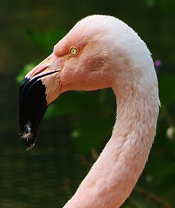 Bruce Bley - Ink Flamingo