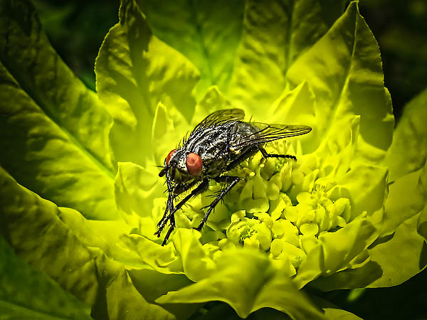 Chantal PhotoPix - Insect Up Close - Summer Fly Sunbathing on a Yellow Perennial Garden Plant - Macro Photography
