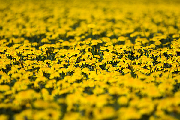 Spring Art