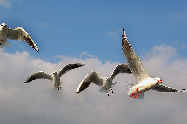 Atalay Karacaorenli - Istanbul Seagulls