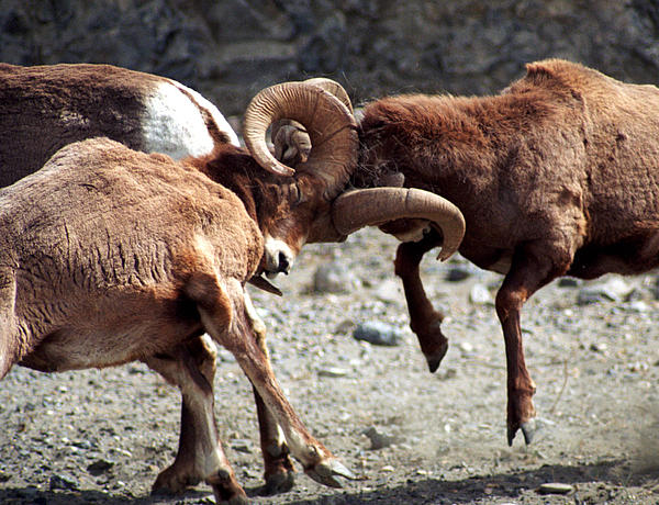 Terry Elniski - Jasper - Rutting Bighorn Sheep