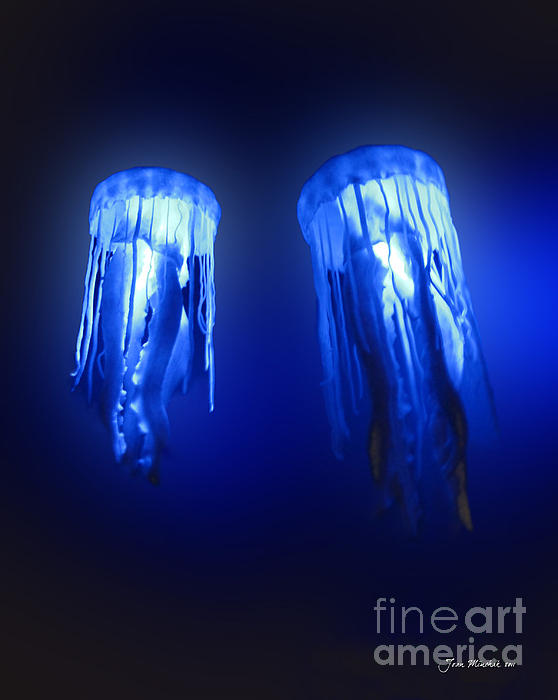 Joan  Minchak - Jellyfish in Maui Ocean Center