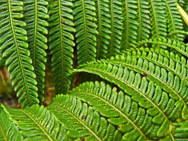 Jurassic Ferns by Elizabeth Hoskinson