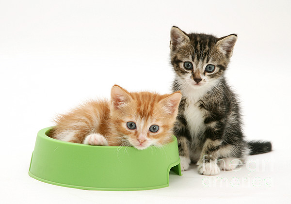 https://images.fineartamerica.com/images-medium/kittens-in-food-bowl-jane-burton.jpg