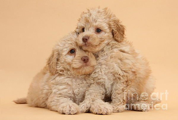 Toy shop labradoodle breeders