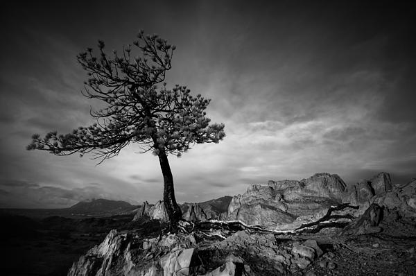 Matthew Mendenhall - Lone Tree