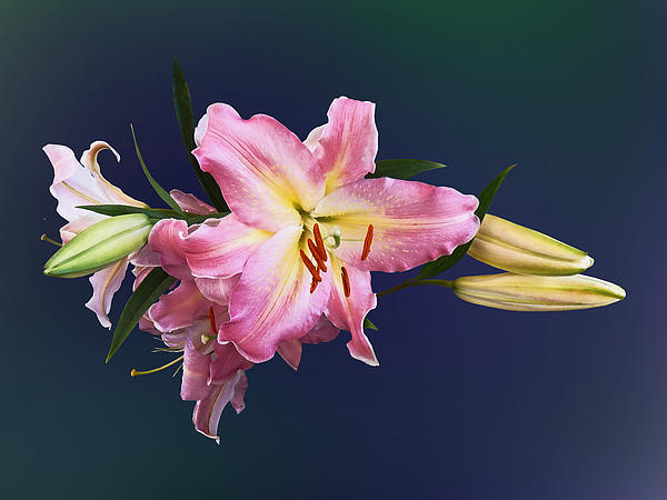 https://images.fineartamerica.com/images-medium/lovely-pink-lilies-susan-savad.jpg