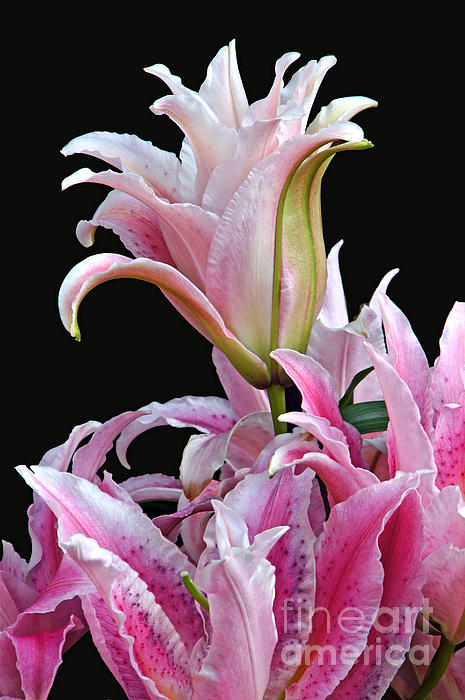 Byron Varvarigos - Luscious Lilies