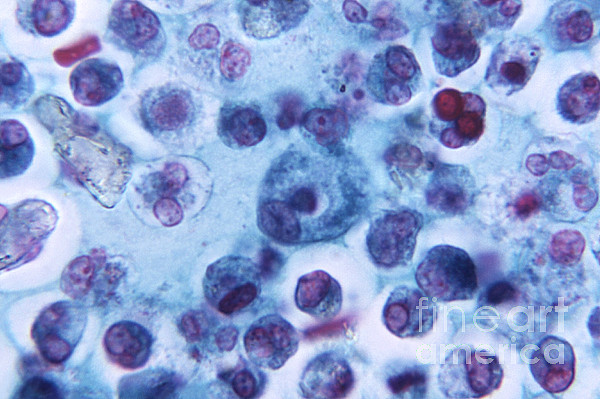 Macrophage, Lm Tapestry by Science Source - Science Source Prints