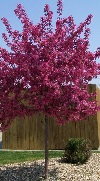 Magenta Blossom Tree by Marsha Heiken