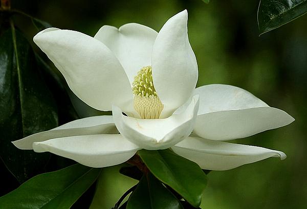 Myrna Bradshaw - Magnolia Blossom