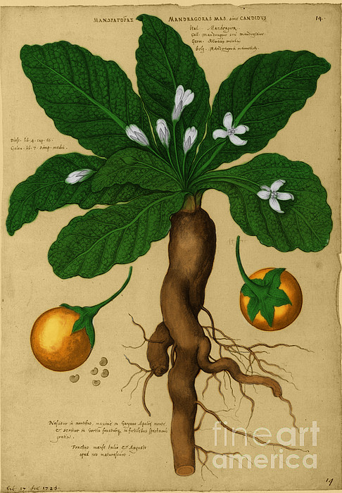 Mandrake Roots Stock Illustrations – 20 Mandrake Roots Stock