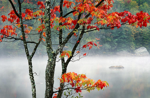 Neil Langdon - Maple Tree and Fog