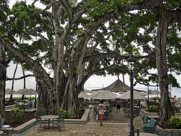 Moana Surfrider Banyan Court - Waikiki Beach by Daniel Hagerman