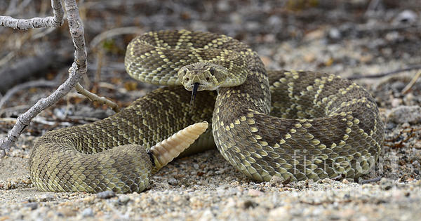 Bob Christopher - Mojave Green Rattlesnake 