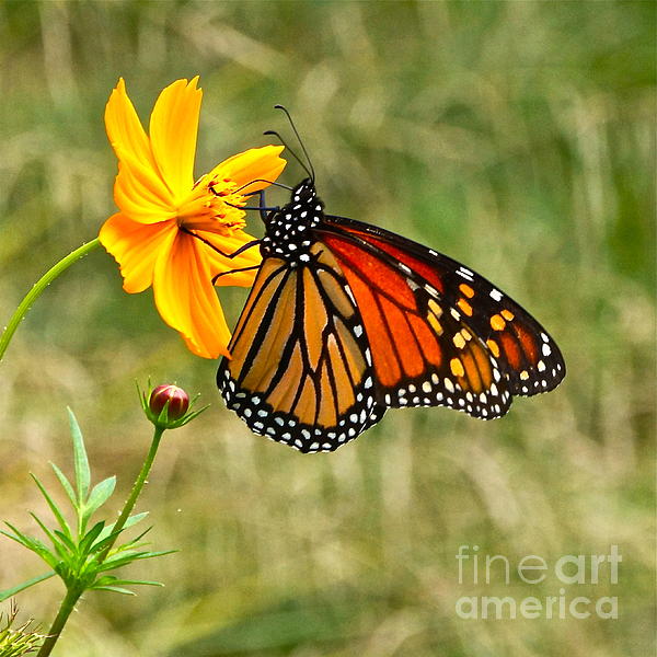 Byron Varvarigos - Monarch Butterfly And Yellow Cosmos