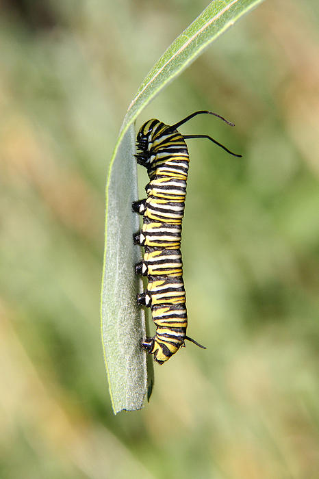 Doris Potter - Monarch caterpillar