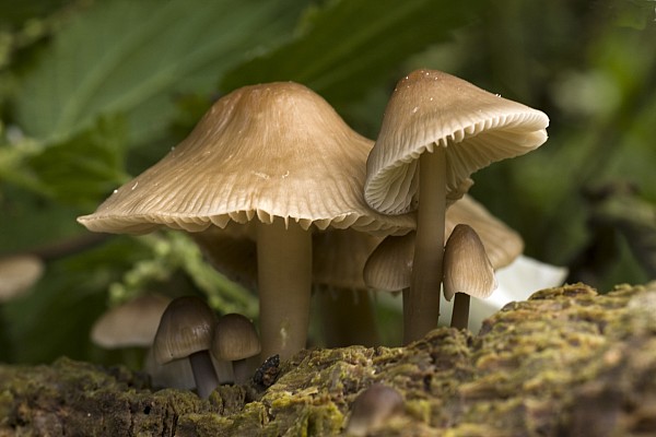 Mushrooms With Tall Stems Growing In Shower Curtain by John Short - Fine  Art America