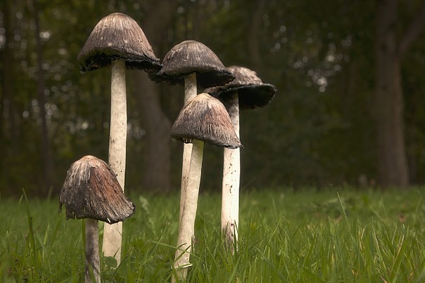 Mushrooms Growing Out Of The Soil Shower Curtain by John Short / Design  Pics 