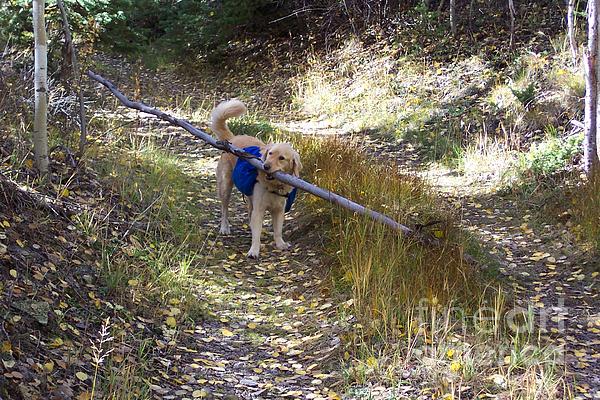 Kara Kincade - My Hiking Stick