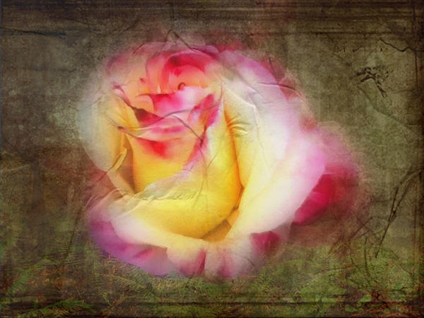 Cindy Wright - Nostalgic Rose Fragrance