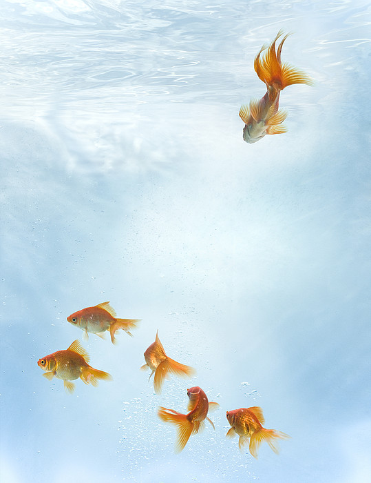 One Goldfish Swimming Toward Group Of Goldfish by Zena Holloway