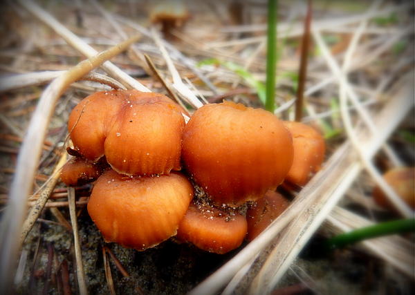 Cindy Wright - Orange Mushrooms