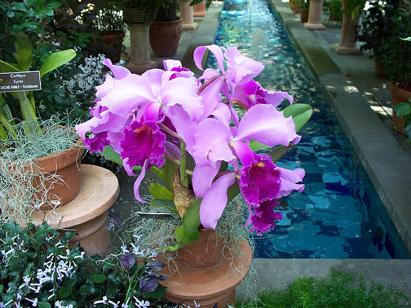 Valerie Longo - Orchids By The Poolside