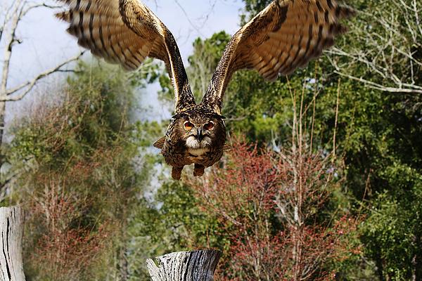 Paulette Thomas - Owl in Flight