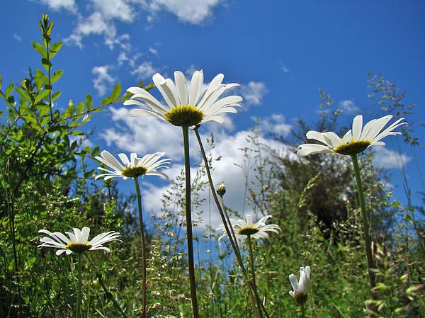 Carol Senske - Oxeye Daisies Wildflowers - Leucanthemum vulgare