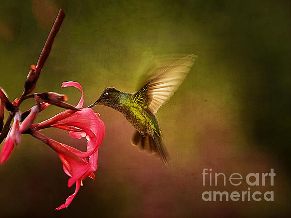 Anne Rodkin - Painterly Hummingbird #1