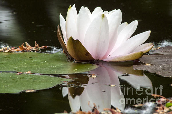 Darleen Stry - Pale Pink Lily reflection