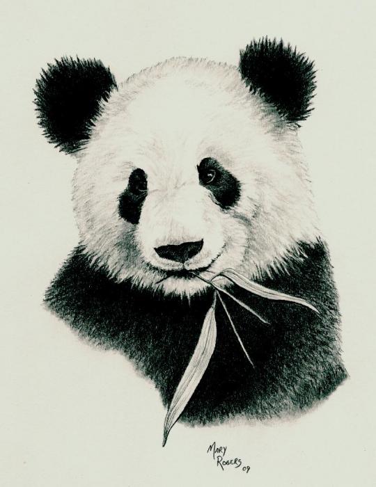 panda-mary-rogers.jpg