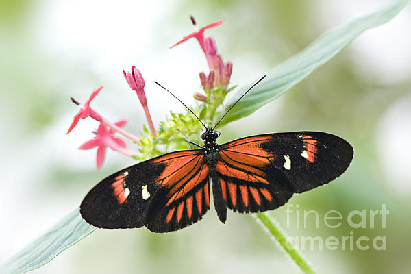 Jacky Parker - Passion Flower Butterfly