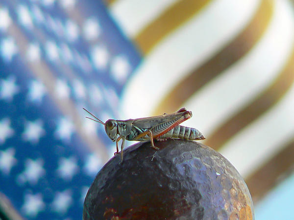 Pamela Patch - Patriotic Grasshopper