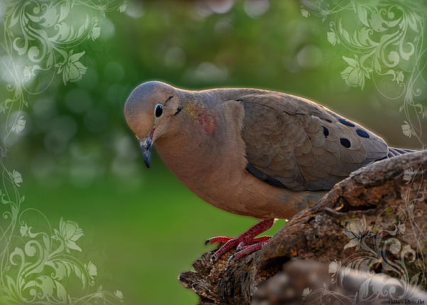 Peaceful Morning Dove Greeting card size blank Tote Bag by Debbie