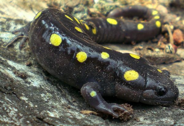 Pennsylvania Spotted Salamander by Joshua Bales