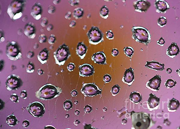 Yumi Johnson - Pink droplets