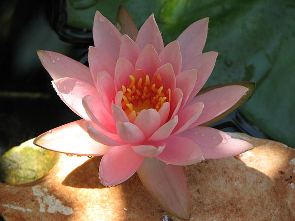 Gal Moran - Pink lilies