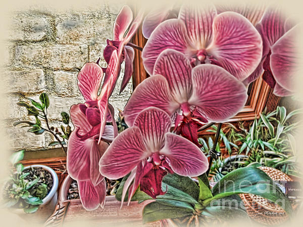 Joan  Minchak - Pink Orchids