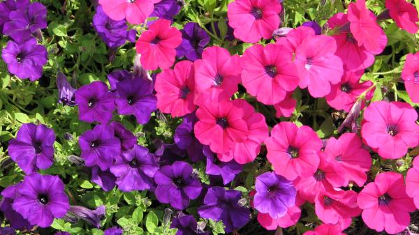 Pink Purple Flowers by Shigeo Akiyama