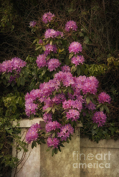 Cheryl Davis - Pink Rhododendron