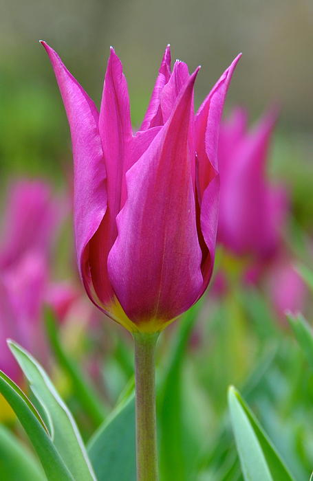 Debbi Granruth - Pink Tulip