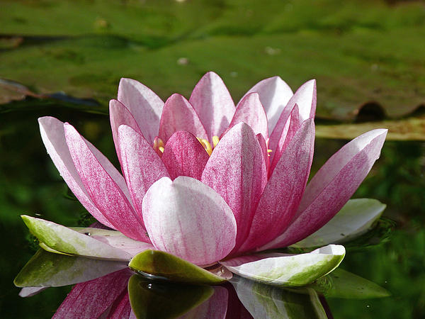 Lynn Bolt - Pink Water Lily