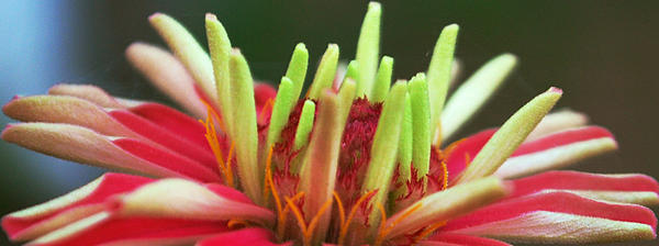 Michelle Cruz - Pink Zinnia Up Close and Personal